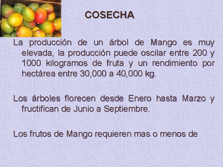 COSECHA La producción de un árbol de Mango es muy elevada, la producción puede