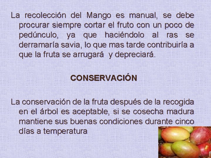 La recolección del Mango es manual, se debe procurar siempre cortar el fruto con