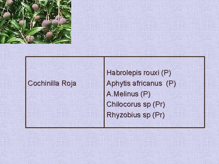 Cochinilla Roja Habrolepis rouxi (P) Aphytis africanus (P) A. Melinus (P) Chilocorus sp (Pr)