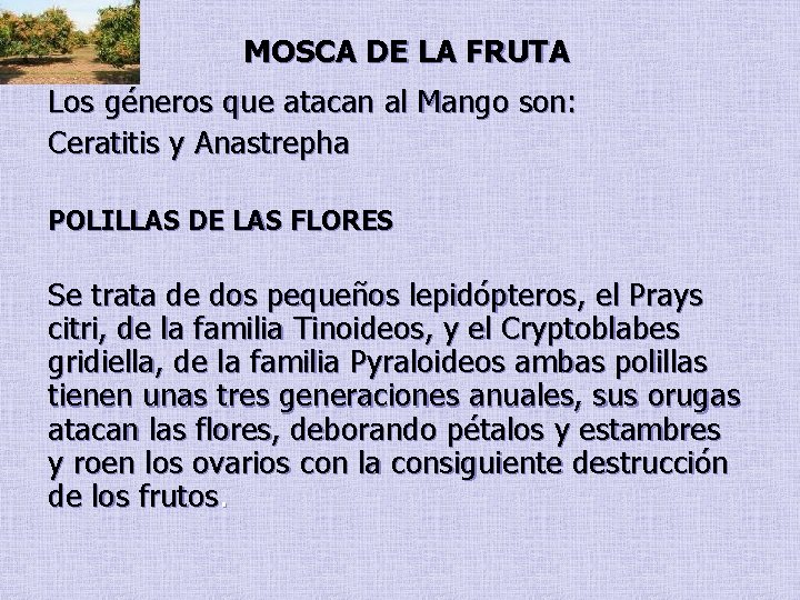 MOSCA DE LA FRUTA Los géneros que atacan al Mango son: Ceratitis y Anastrepha