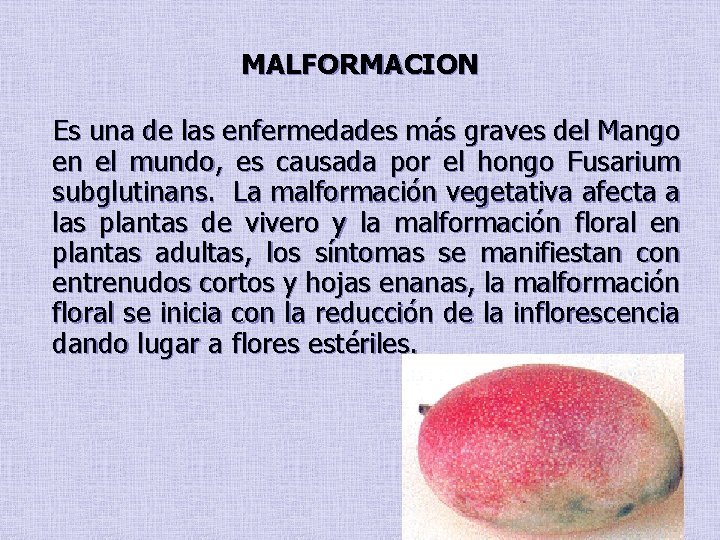MALFORMACION Es una de las enfermedades más graves del Mango en el mundo, es