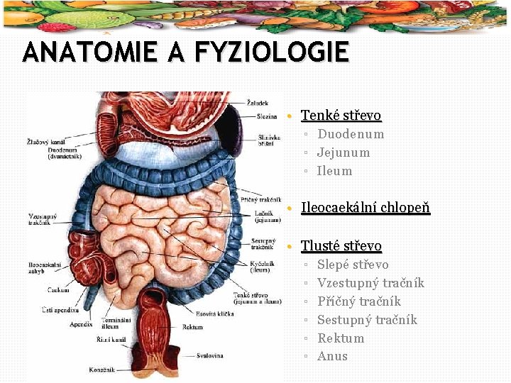 2 ANATOMIE A FYZIOLOGIE • Tenké střevo ▫ Duodenum ▫ Jejunum ▫ Ileum •