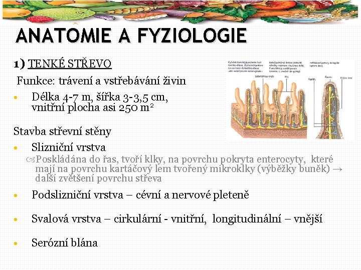 3 ANATOMIE A FYZIOLOGIE 1) TENKÉ STŘEVO Funkce: trávení a vstřebávání živin • Délka