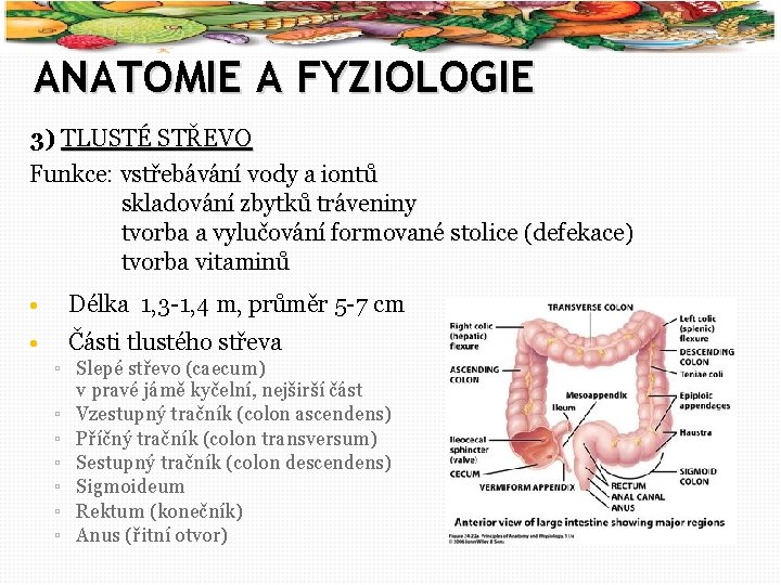 7 ANATOMIE A FYZIOLOGIE 3) TLUSTÉ STŘEVO Funkce: vstřebávání vody a iontů skladování zbytků