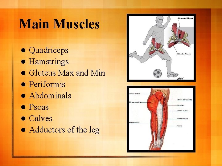 Main Muscles l l l l Quadriceps Hamstrings Gluteus Max and Min Periformis Abdominals