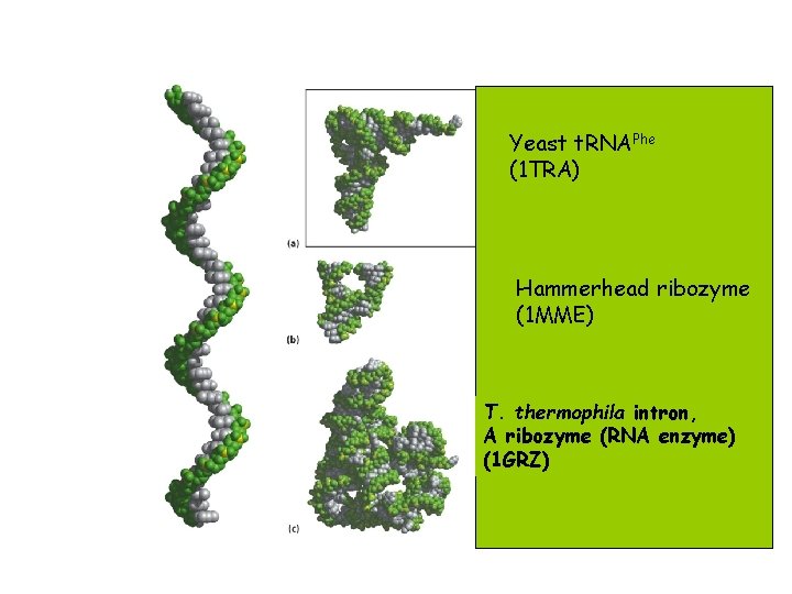 Yeast t. RNAPhe (1 TRA) Hammerhead ribozyme (1 MME) T. thermophila intron, A ribozyme