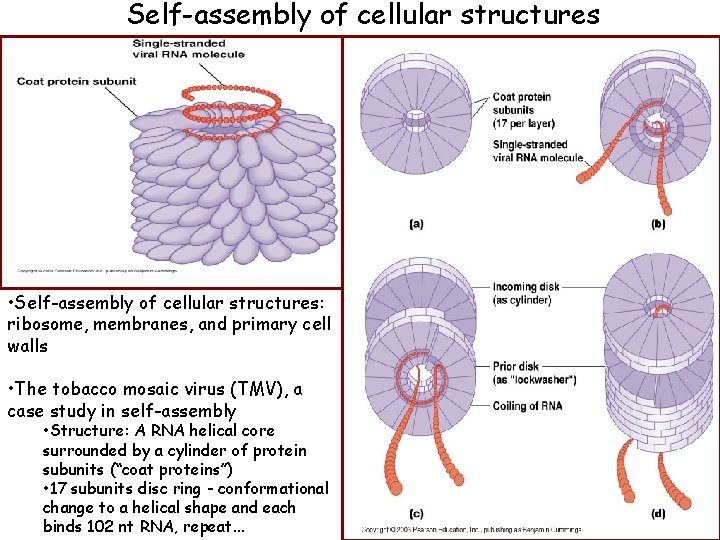 Self-assembly of cellular structures • Self-assembly of cellular structures: ribosome, membranes, and primary cell