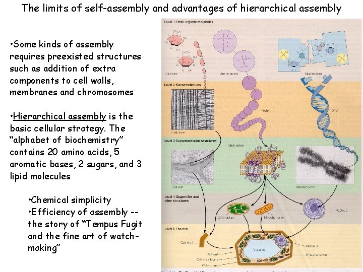 The limits of self-assembly and advantages of hierarchical assembly • Some kinds of assembly