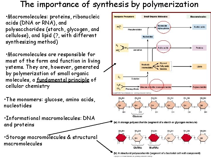 The importance of synthesis by polymerization • Macromolecules: proteins, ribonucleic acids (DNA or RNA),