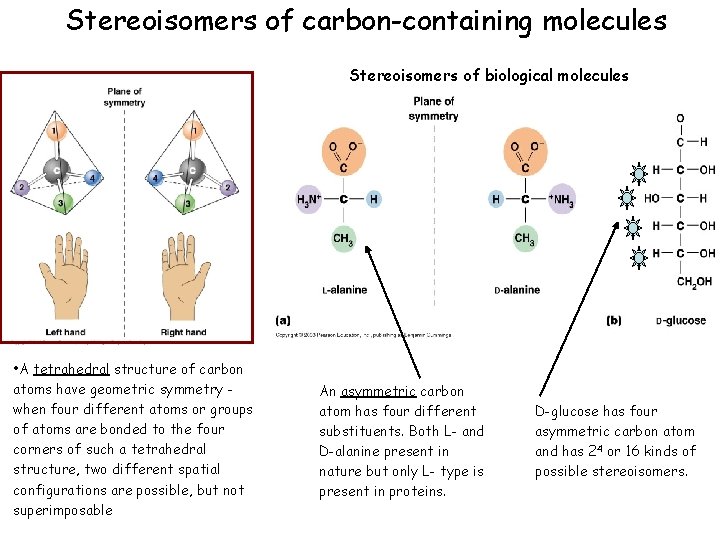 Stereoisomers of carbon-containing molecules Stereoisomers of biological molecules • A tetrahedral structure of carbon