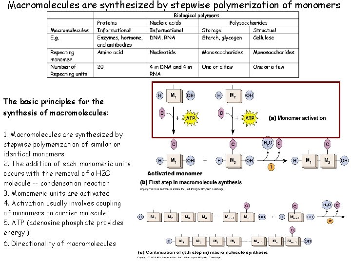 Macromolecules are synthesized by stepwise polymerization of monomers The basic principles for the synthesis