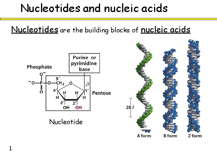 Nucleotides and nucleic acids Nucleotides are the building blocks of nucleic acids Nucleotide 1