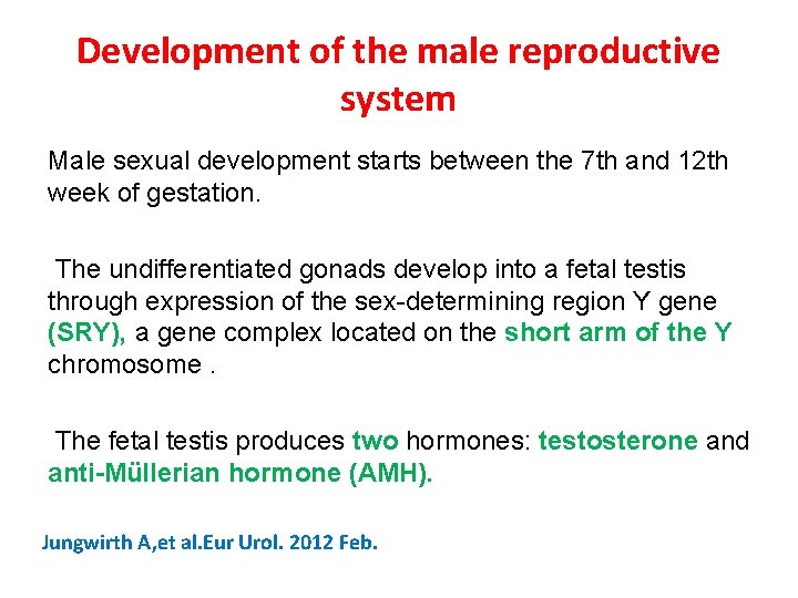 Development of the male reproductive system Male sexual development starts between the 7 th