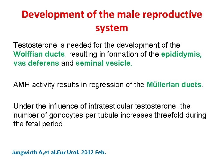 Development of the male reproductive system Testosterone is needed for the development of the