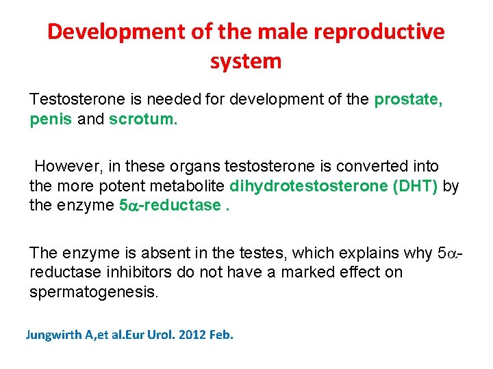 Development of the male reproductive system Testosterone is needed for development of the prostate,