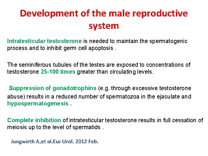 Development of the male reproductive system Intratesticular testosterone is needed to maintain the spermatogenic