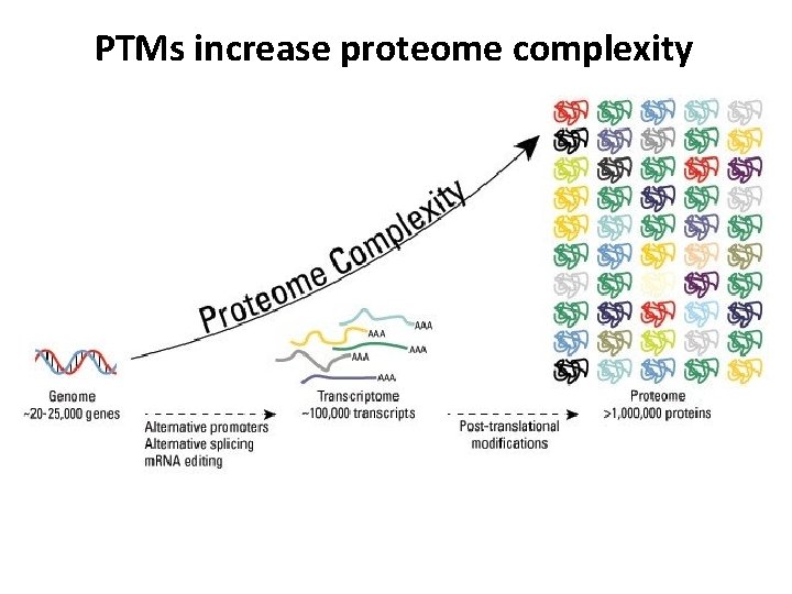 PTMs increase proteome complexity 