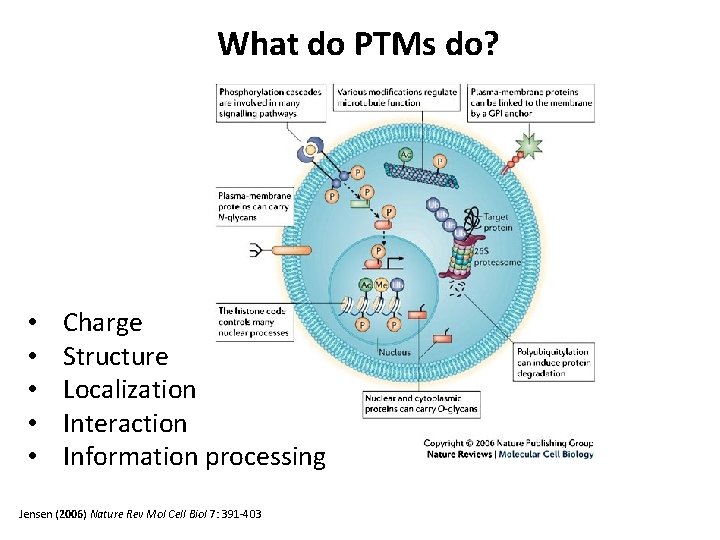 What do PTMs do? • • • Charge Structure Localization Interaction Information processing Jensen