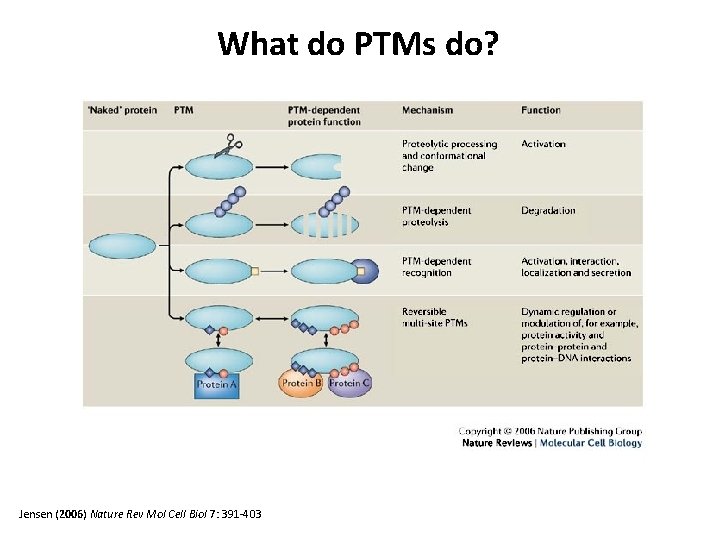 What do PTMs do? Jensen (2006) Nature Rev Mol Cell Biol 7: 391 -403