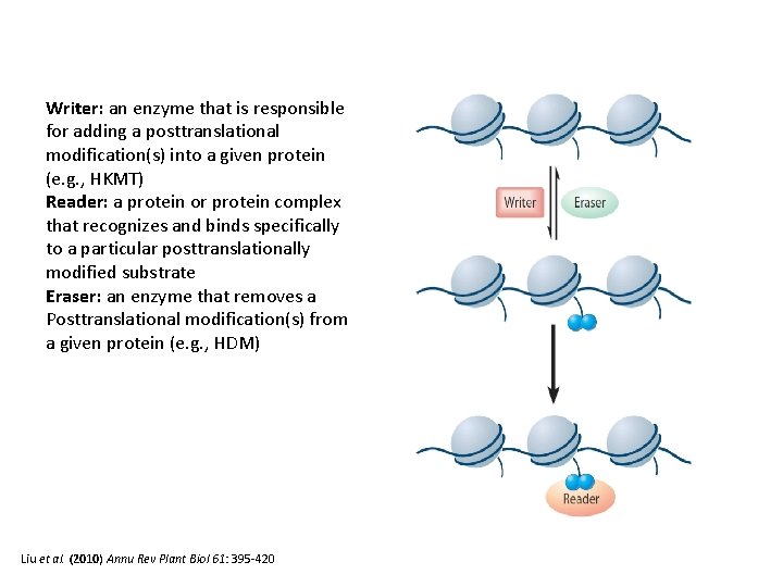 Writer: an enzyme that is responsible for adding a posttranslational modification(s) into a given