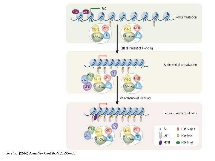 Liu et al. (2010) Annu Rev Plant Biol 61: 395 -420 