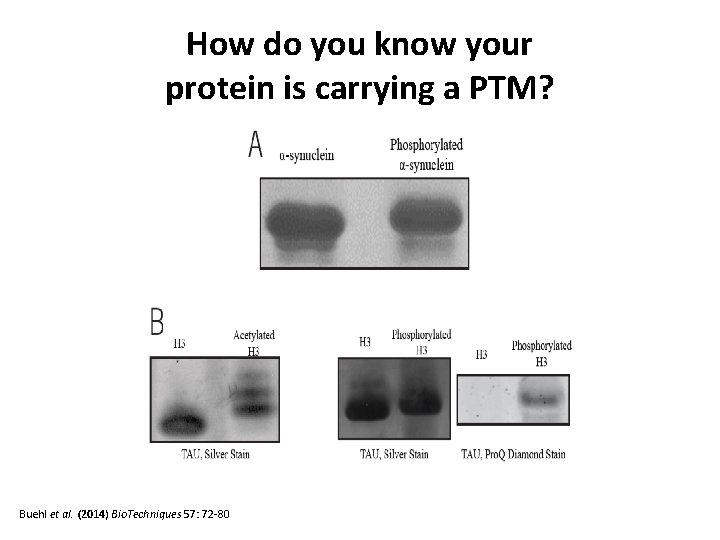 How do you know your protein is carrying a PTM? Buehl et al. (2014)