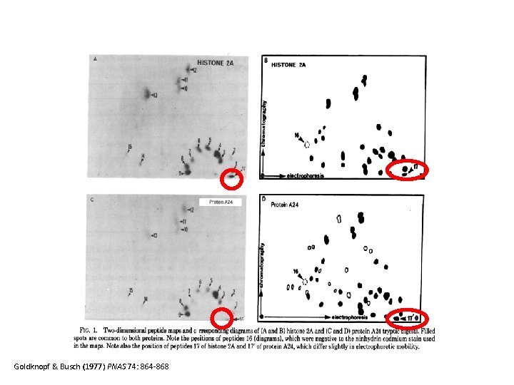 Goldknopf & Busch (1977) PNAS 74: 864 -868 