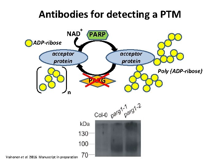 Antibodies for detecting a PTM + NAD PARP ADP-ribose acceptor protein Poly (ADP-ribose) PARG