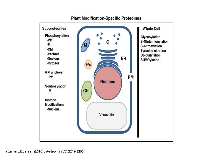 Ytterberg & Jensen (2010) J Proteomics 73: 2249 -2266 
