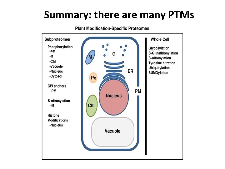 Summary: there are many PTMs 