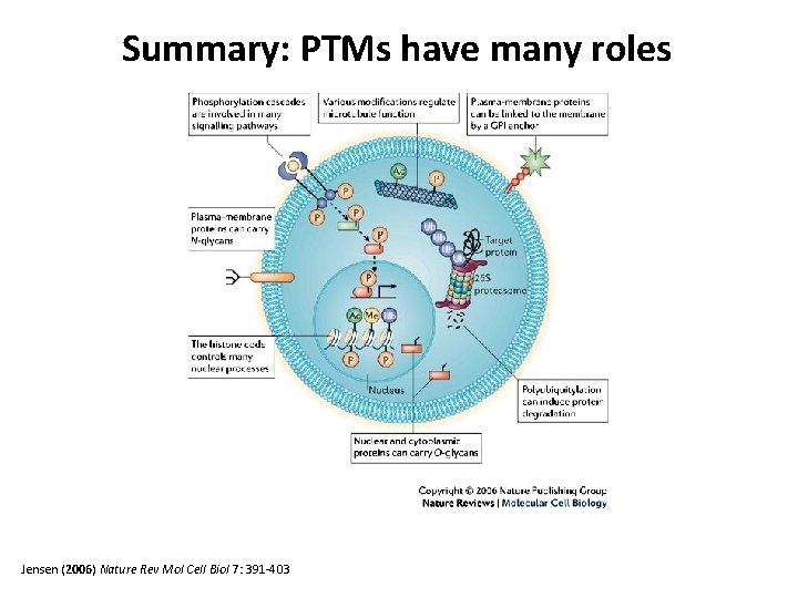 Summary: PTMs have many roles Jensen (2006) Nature Rev Mol Cell Biol 7: 391
