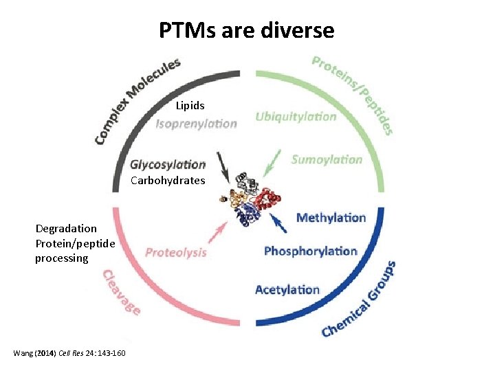 PTMs are diverse Lipids Carbohydrates Degradation Protein/peptide processing Wang (2014) Cell Res 24: 143