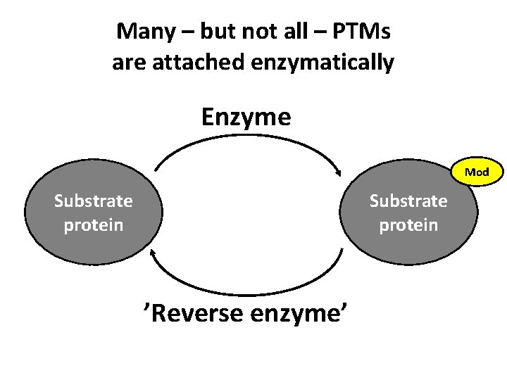 Many – but not all – PTMs are attached enzymatically Enzyme Mod Substrate protein