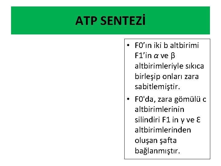 ATP SENTEZİ • F 0’ın iki b altbirimi F 1’in α ve β altbirimleriyle