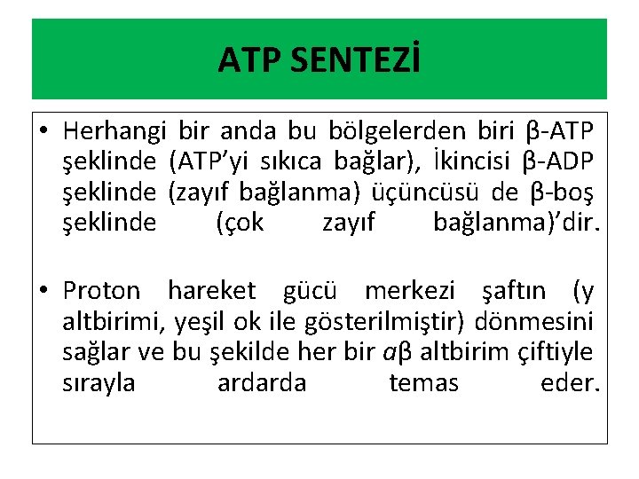 ATP SENTEZİ • Herhangi bir anda bu bölgelerden biri β-ATP şeklinde (ATP’yi sıkıca bağlar),