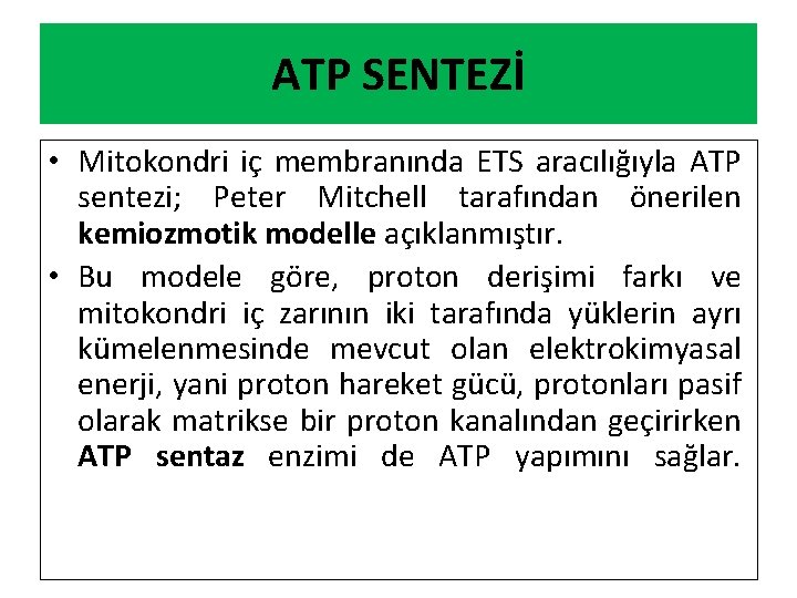 ATP SENTEZİ • Mitokondri iç membranında ETS aracılığıyla ATP sentezi; Peter Mitchell tarafından önerilen