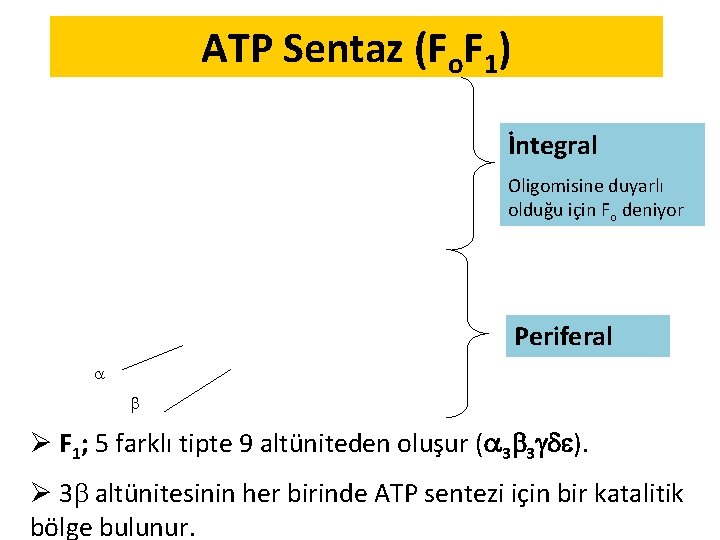 ATP Sentaz (Fo. F 1) İntegral Oligomisine duyarlı olduğu için Fo deniyor Periferal Ø