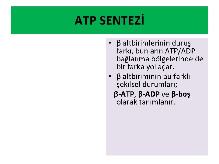 ATP SENTEZİ • β altbirimlerinin duruş farkı, bunların ATP/ADP bağlanma bölgelerinde de bir farka