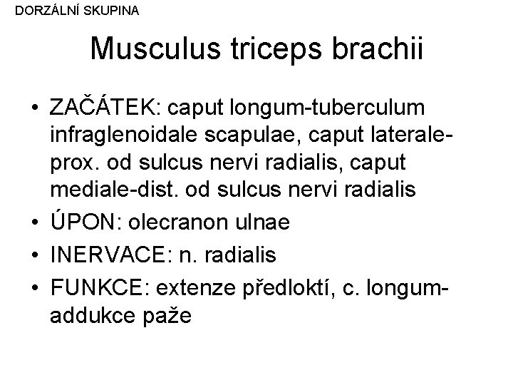 DORZÁLNÍ SKUPINA Musculus triceps brachii • ZAČÁTEK: caput longum-tuberculum infraglenoidale scapulae, caput lateraleprox. od