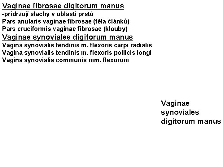 Vaginae fibrosae digitorum manus -přidržují šlachy v oblasti prstů Pars anularis vaginae fibrosae (těla
