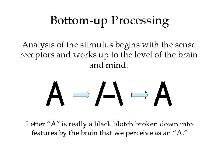 Bottom-up Processing Analysis of the stimulus begins with the sense receptors and works up