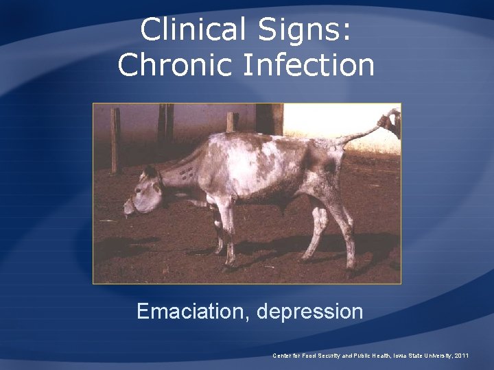 Clinical Signs: Chronic Infection Emaciation, depression Center for Food Security and Public Health, Iowa