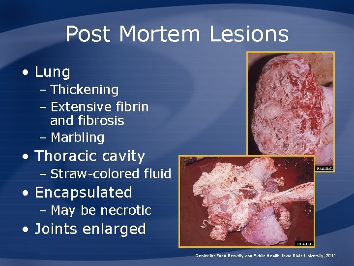 Post Mortem Lesions • Lung – Thickening – Extensive fibrin and fibrosis – Marbling