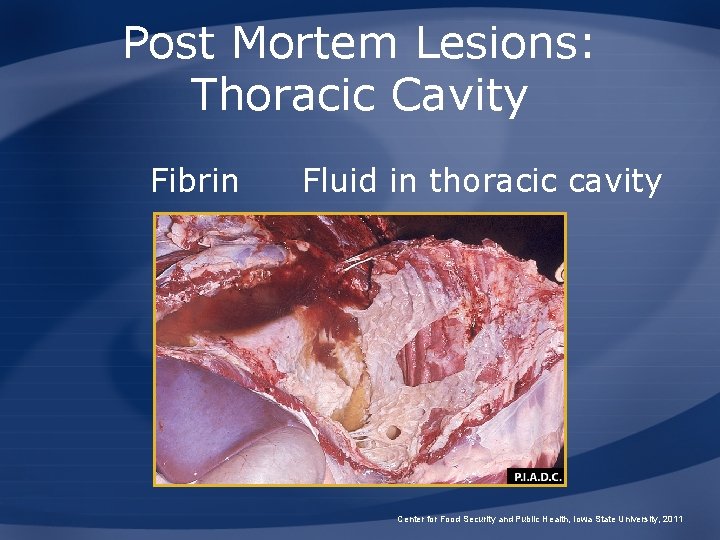 Post Mortem Lesions: Thoracic Cavity Fibrin Fluid in thoracic cavity Center for Food Security