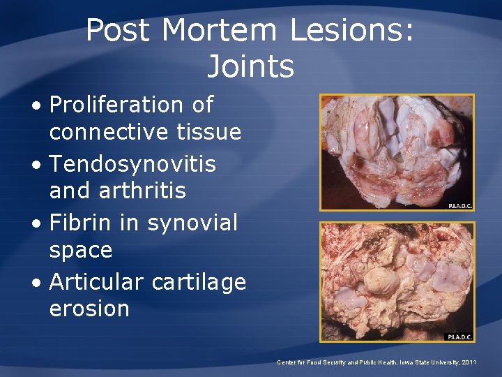 Post Mortem Lesions: Joints • Proliferation of connective tissue • Tendosynovitis and arthritis •