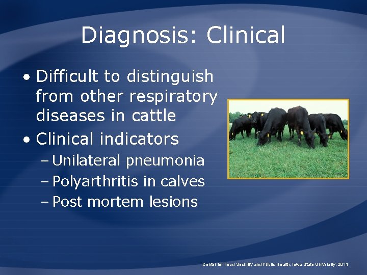 Diagnosis: Clinical • Difficult to distinguish from other respiratory diseases in cattle • Clinical