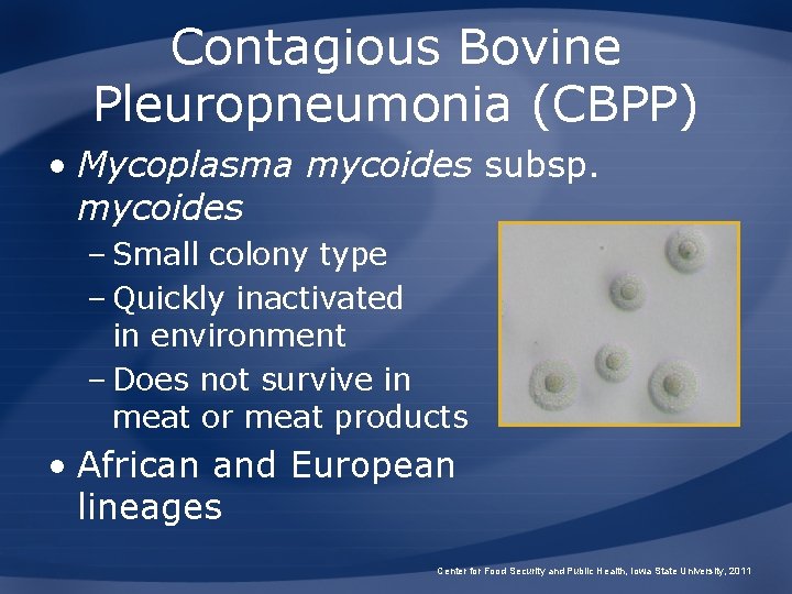 Contagious Bovine Pleuropneumonia (CBPP) • Mycoplasma mycoides subsp. mycoides – Small colony type –