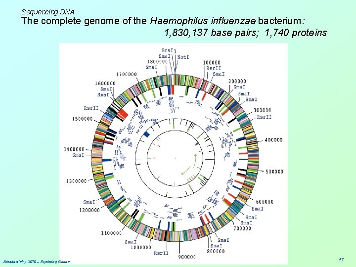Sequencing DNA The complete genome of the Haemophilus influenzae bacterium: 1, 830, 137 base