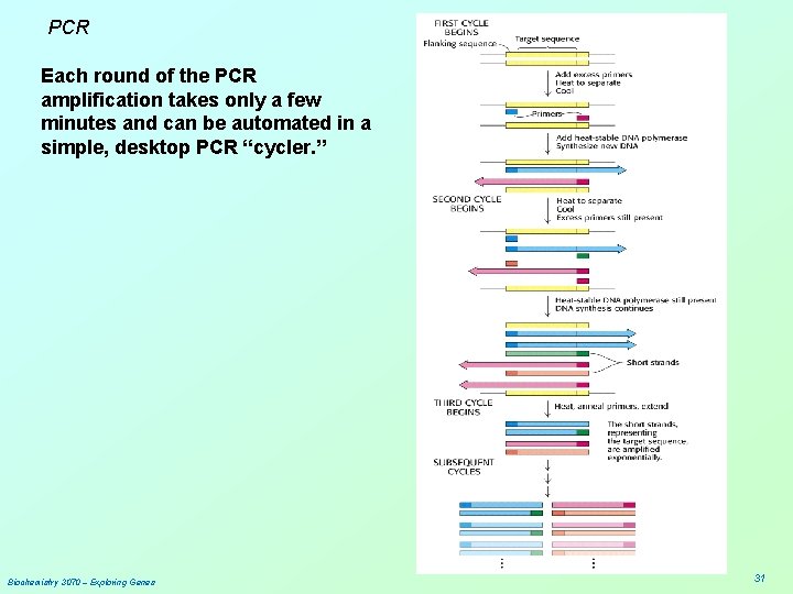 PCR Each round of the PCR amplification takes only a few minutes and can