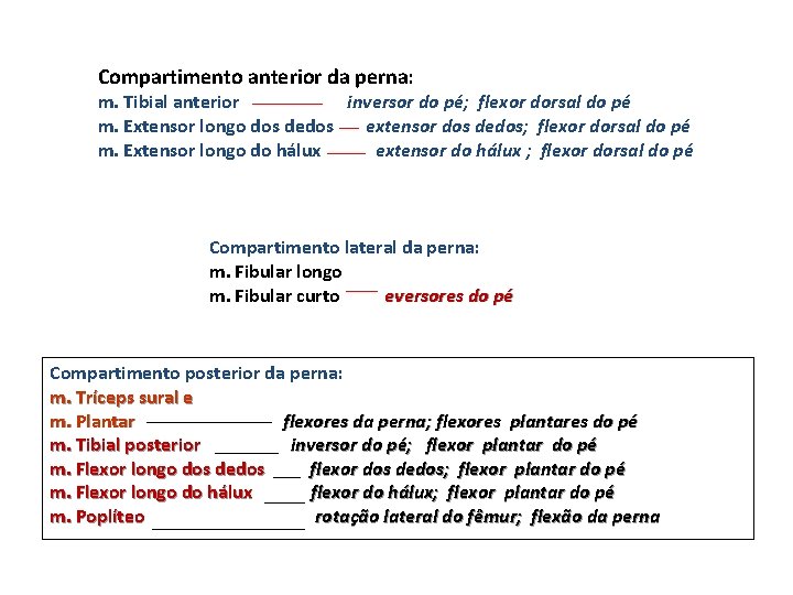 Compartimento anterior da perna: m. Tibial anterior inversor do pé; flexor dorsal do pé
